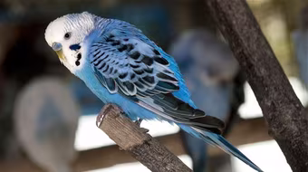 Chú vẹt bị lạc tự nói địa chỉ nhà