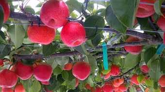 Lê lai táo độc đáo chuẩn bị ra thị trường