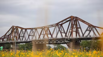 Ngắm cánh đồng hoa cúc đẹp như tranh dưới chân cầu Long Biên