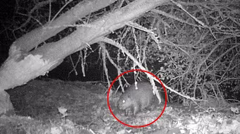 Hải ly hoang dã được phát hiện trở lại sau 500 năm tuyệt chủng 