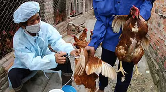 Xuất hiện chủng virus cúm gia cầm mới