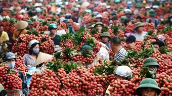 Cho phép 164 thương nhân Trung Quốc đến Bắc Giang thu mua vải thiều