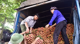 Tư lệnh ngành nông nghiệp vào tâm dịch giúp nông dân Bắc Giang bán vải