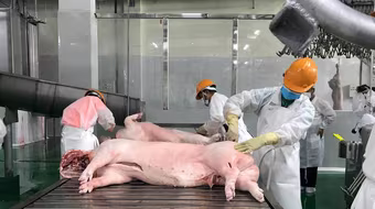 Giá gạo và thịt lợn dự báo có thể tăng nhẹ về cuối năm do nhu cầu cao