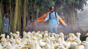 Lập chuyên án ngăn chặn buôn lậu gia cầm để phòng cúm gia cầm xâm nhập