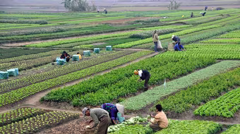 Hà Nội: Dự kiến không tăng giá đất nông nghiệp do lo ngại đẩy giá bất động sản?