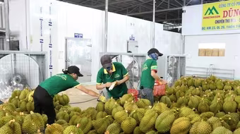 Kiểm nghiệm sầu riêng xuất khẩu đi Trung Quốc trở lại bình thường