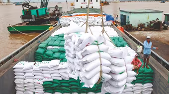 Giá gạo xuất khẩu Việt Nam giảm sâu: Có vấn đề trong khâu trung gian mua bán?