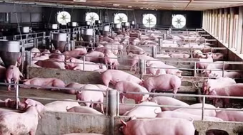 Vì sao giá thịt lợn vọt tăng trước và sau Tết Nguyên đán?