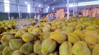 Xuất khẩu sầu riêng gặp khó vì thiếu nơi kiểm nghiệm, yêu cầu làm rõ trách nhiệm