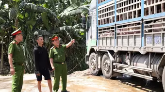 Liên tục phát hiện lợn chết, lợn bệnh được chở đi tiêu thụ, yêu cầu chấn chỉnh