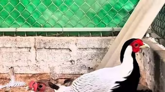 Gà lôi trắng có thể được nhân, nuôi vì sao vẫn thuộc loài nguy cấp, quý hiếm?