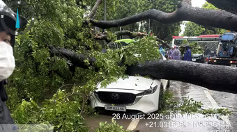 Khoảnh khắc cây xà cừ cổ thụ bật gốc đè bẹp ô tô trên đường Trần Phú