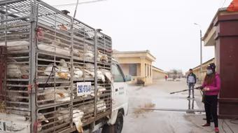 Hà Nội yêu cầu hạn chế đến mức thấp nhất các loại dịch bệnh mùa Đông Xuân