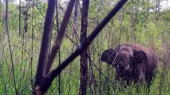 Một con voi rừng bị thương do sập bẫy săn thú