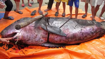 Phát hiện cá voi nặng hơn 3 tạ dạt vào bờ biển Hà Tĩnh