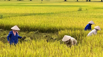 Một nông dân tử vong do say nắng 