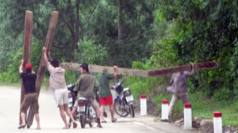 Lâm tặc bị gỗ lậu đè chết