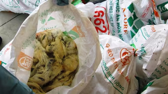 Bắt xe tải chở gia cầm bẩn trên đường đi tiêu thụ