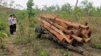 Công khai tàn phá rừng phòng hộ Buôn Đôn