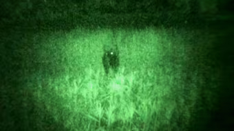 Đề nghị giám định mẫu phẩm con bò lạ, nghi bò tót