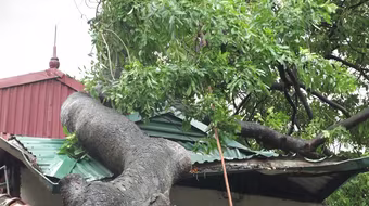 Hà Nội: Cây lớn bật gốc đổ vào nhà dân