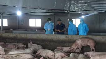 Phú Thọ có tới 111 xã có ổ dịch tả lợn châu Phi, lúng túng trong kiểm soát dịch