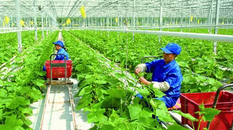 Đài Loan tiếp nhận thêm lao động Việt Nam làm việc trong 7 ngành nghề mới