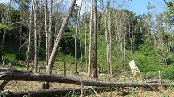 “Cạo trọc” rừng phòng hộ đầu nguồn