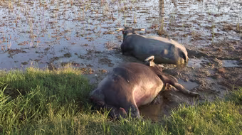 Trụ điện hở- trâu thế mạng người