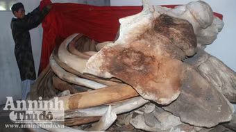 Phục dựng xương cá voi lớn nhất tại quê hương Hải đội Hoàng Sa