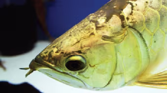 Huyền thoại cá Rồng