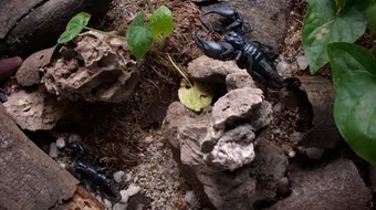 Những thú chơi dễ ... chết người