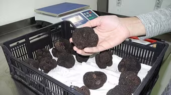 Săn lùng “kim cương đen”  