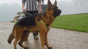 ‘‘Mốt” chơi chó thuần chủng