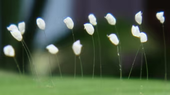 Hoa mọc trên tượng phật, có phải là hoa thần?