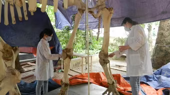 Bảo tàng Thiên nhiên Việt Nam "sống chung" với hóa chất độc hại