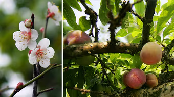 Thuần khiết mận trái mùa