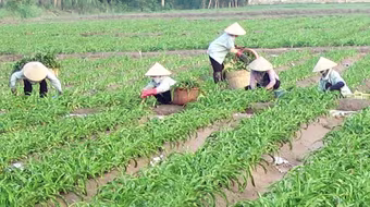 Sử dụng các sản phẩm từ Trinh nữ hoàng cung: Cẩn trọng không thừa!