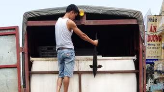 Thu giữ 1,5 tấn cá tầm Trung Quốc “ngất” trên đường về Hà Nội