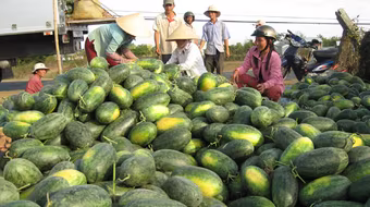 “Vị đắng” của dưa hấu