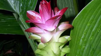 Erosy có phải là “thần dược”?