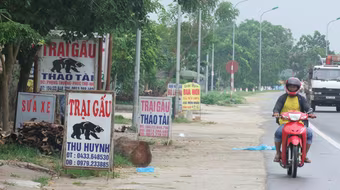 Mật ế, làng gấu hết thời