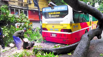 Hà Nội: Nhiều cây đổ khi mưa kéo dài