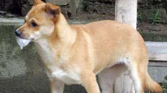 Thầy lang chữa bệnh dại do chó cắn: Chuyện hoang đường