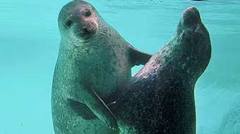 Bài thuốc mạnh nhất dành cho các quý ông