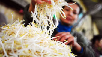 Cần truy tìm độc tố trong thuốc kích thích giá đỗ 