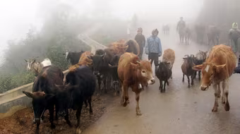 Bắc bộ rét hại bao phủ diện rộng