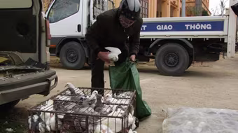 Vận chuyển 650 kg chim bồ câu nhập lậu