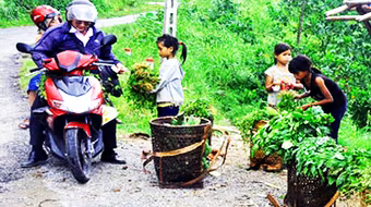 Cẩn trọng với rau rừng